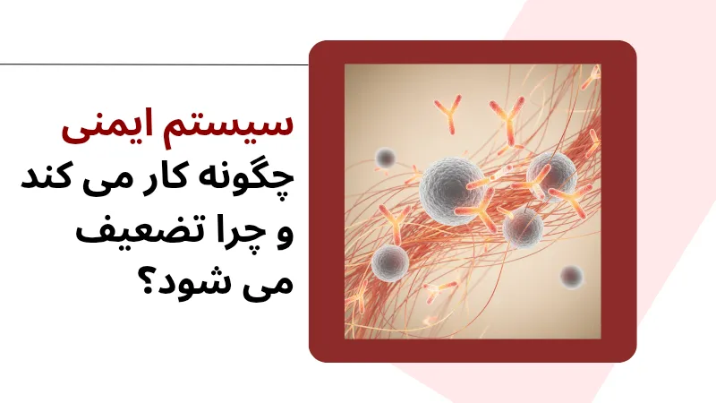 سیستم ایمنی چگونه کار می‌ کند و چرا تضعیف می‌ شود؟