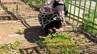 باغچه‌های خانگی در کاهش خطر ابتلا به دیابت موثرند