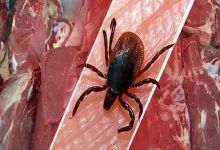 هیچ مورد ابتلا به تب کنگو در اصفهان گزارش نشد؛ آخرین وضعیت شیوع کرونا