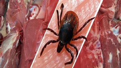هیچ مورد ابتلا به تب کنگو در اصفهان گزارش نشد؛ آخرین وضعیت شیوع کرونا