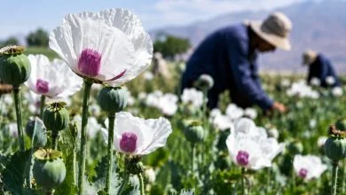 کشت شقایق الیفرا؛ ظرفیتی برای ارزآوری و اشتغال ۴ هزار نفر